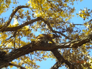 Rio Grande Lion 004 [320x200].jpg