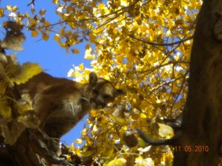 Rio Grande Lion 054 [320x200].jpg