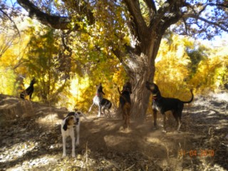 Rio Grande Lion 050 [320x200].jpg