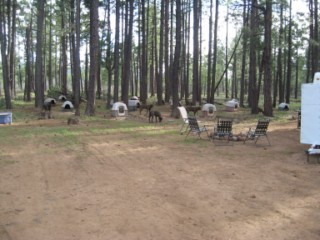 's bear and AZ camp 012 [320x200].jpg