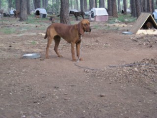 's bear and AZ camp 023 [320x200].jpg