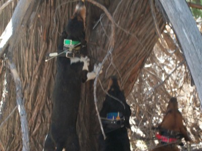 checking on bears 117 [1600x1200].jpg