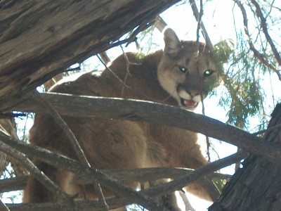 checking on bears 122 [1600x1200].jpg