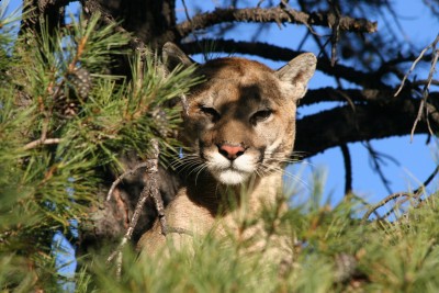 Young male lion 2010.JPG