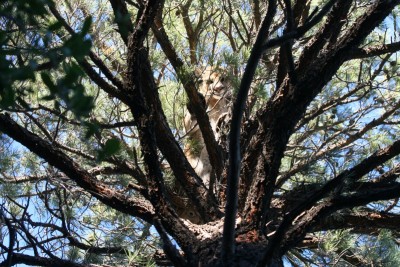 Young male lion showing his junk2010.JPG