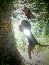 here is a picture of him on a bear tree this spring that he rigged along with some of my buddies dogs.