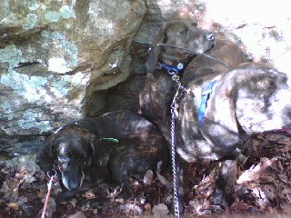 Ellie on far left laying down Jill in middle jack on right watching pups chew on first hog