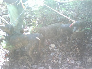 Jack,Ellie,and Jill all by hog