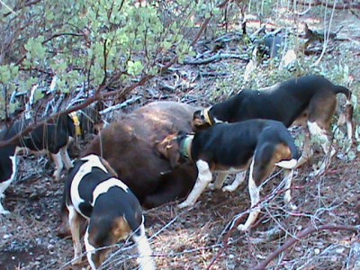 5 FALLRIVER WALKERS AND 1 FEATHER RIVER WALKER