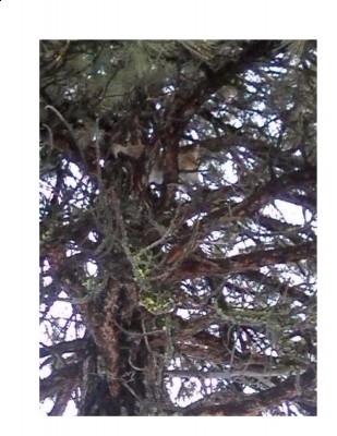 cat in tree.jpg