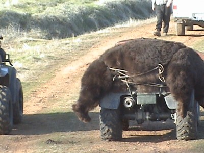 700 lbs on a quad 00003.JPG