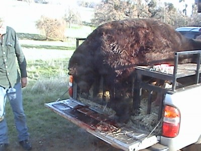 700 lbs on a quad 00009.JPG