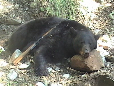 My bear was bymyself