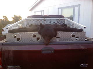 My bear skinned out