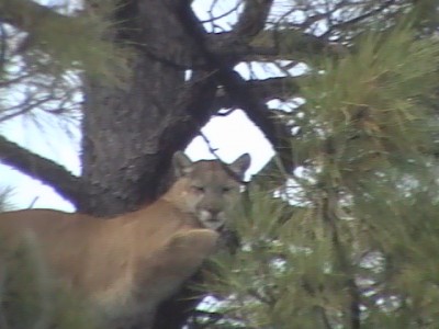 female lion 12-18-10 022.jpg