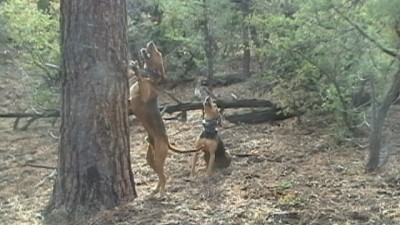 Trail and Sydney treein like crazy