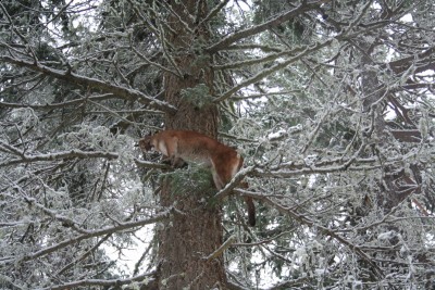 Female we caught the day before.