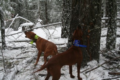 IMG_3693 [Desktop Resolution].JPG