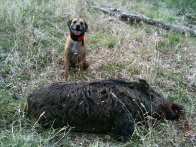 Boar hog taken from Limestone Co. Tx