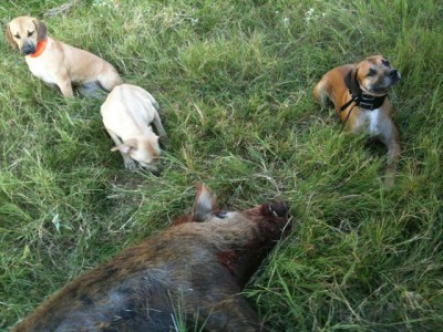 Big boar with my BMCs