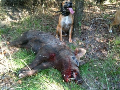 Big boar with Red. Note entrance hole near right shoulder (.454).