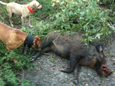 Assumed Euro-Feral cross sow with my dogs Red and Molly.