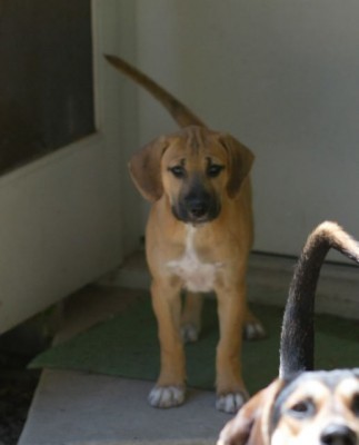 Uno, a singleton pup.