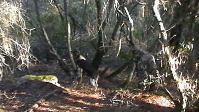 night champion artamenkos jen treed on a bob.JPG