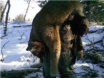 Mtn lion 2010 5.jpg