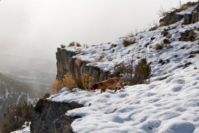 Ridge earning his name (2).jpg