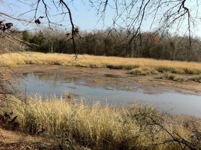 Reed grass along the east bank of the cove. It's 6 and 7 ft tall.
