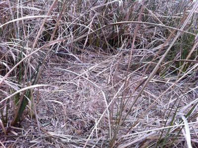 Hog bedding area deep inside reed grass. We'd just chased several hogs out. You can see the tunnel like entrances.