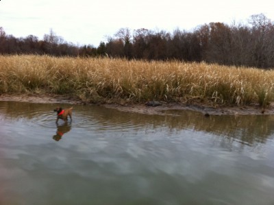 Red chased a small one out of grass and into the water and caught it.