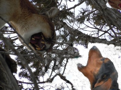 Buster(horse) getting it done.