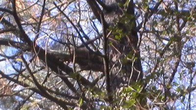 this cat was really camera shy