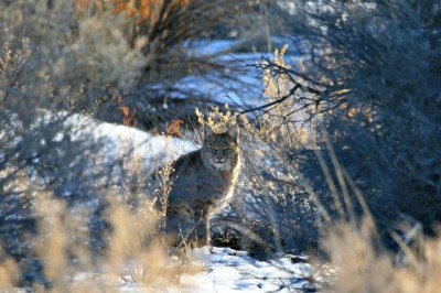 Bobcat.jpg