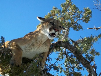 this one my bonez dog caught on his own in 10 min only 400 yards away