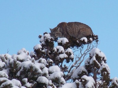bobcat.jpg