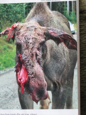 Wolves in Sweden did this.