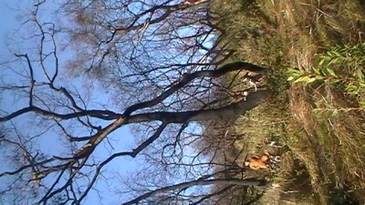 bob in a burnt tree.JPG