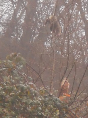 'S COON (768x1024).jpg