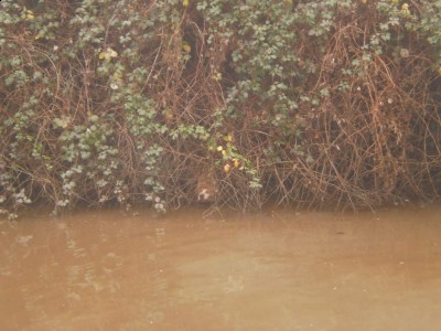 P1170177 (1024x768).jpg