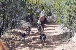 Gila  deer hunt 3.JPG