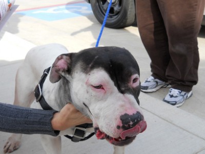 How to disguise a Dogo!