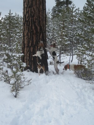 Luke,Joker & Casey.jpg