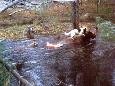 Якутск лайки и лось 1.jpg