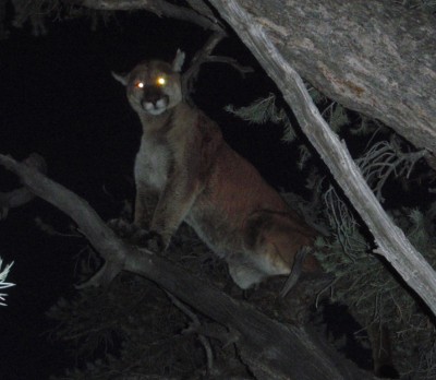 beau cat 140# tom 019.jpg