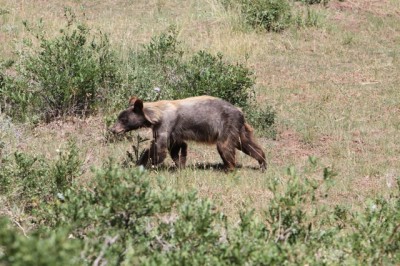 Little guy that walked right past me.