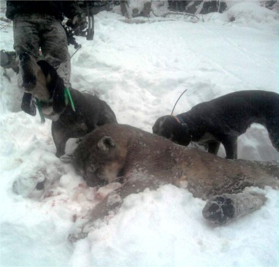 lion jan, 2 2011 022.jpg