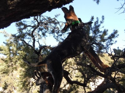 reba in a tree.jpg